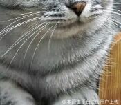 dsb绕弯儿
