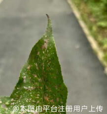 吃饭吃饭