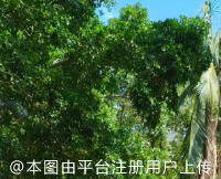 牡丹花